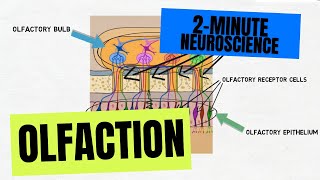 2Minute Neuroscience Olfaction [upl. by Odranoel]