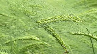 Closeup Of Barley Stock Video [upl. by Gavrielle]