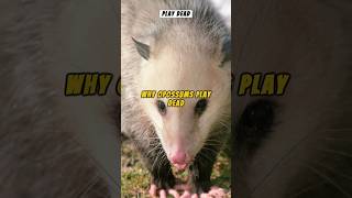 Playing Possum The Opossums DeathDefying Trick animals opossum shorts wildlife animalfacts [upl. by Argyle]