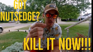 Its Time To Control The Nutsedge In Your Lawn [upl. by Cohberg]