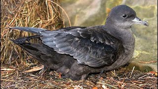 Short tailed shearwater Ardenna tenuirostris sound  call and song [upl. by Anert486]