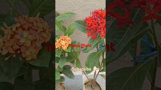 Ixora plant care and guide ixoraplant plantcaretips bestflowers redflower ixora gardening [upl. by Ateerys]