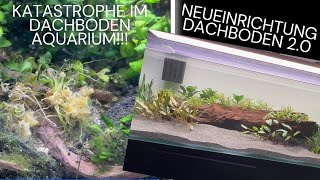 Probleme im Dachbodenaquarium  Neueinrichtung  einfaches Set Up für Corydoras und Parotocinclus [upl. by Notneiuq]