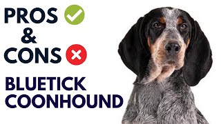 Bluetick Coonhound Dog Pros and Cons  Bluetick Coonhound Advantages and Disadvantages [upl. by Ettevahs]