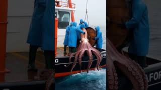 Catching a Giant Octopus Rescue on a Foggy Sea [upl. by Wonacott164]