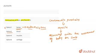 Contractive protein are found in [upl. by Llenrahc588]