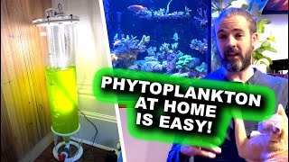 Phytoplankton at Home Is EASY [upl. by Alyda]