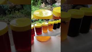 🍯🐝🤤💯 viralvideo honeybee [upl. by Ahsiemak]