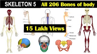 Skeleton 5  All 206 bones in Human Skeleton  Axial Skeleton  Appendicular SkeletonHuman Skeleton [upl. by Isoj]