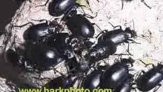 Beetle invasion in Texas Yuck Nasty [upl. by Ralyks]