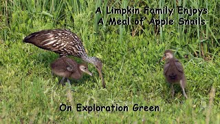 A Limpkin Family With 5 Chicks Enjoys A Meal Of Apple Snails [upl. by Margareta]