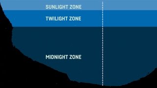 What Are The Sea Zones Explaining Deep Sea Exploration  Behind the News [upl. by Meisel]