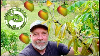 What To Expect From Your Mango Tree In The Springtime [upl. by Schechter]