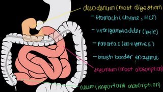 Small Intestine Structure Digestion Absorption [upl. by Grace990]