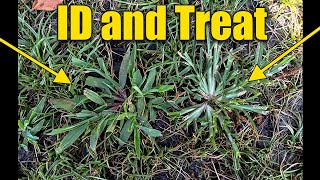 Crabgrass and Goosegrass in Lawn ID and Treat [upl. by Akimik]