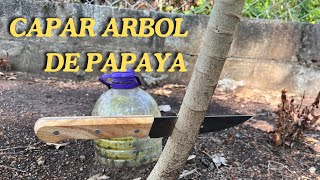 Como y para qué capar árbol de papaya haz que tu árbol de papaya dé muchos frutos [upl. by Micro467]