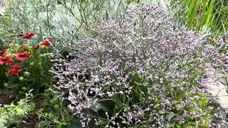 Verbena officinalis közönséges vasfű kedvenc évők sorozat [upl. by Stanwood]