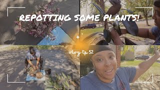 Repotting My Rubber Tree  Ep 52 [upl. by Kuhlman]