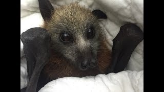 Rescuing a baby flyingfox in a nursing home this is Montefiore [upl. by Anairo403]