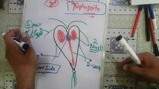 giardialamblia 🛑 2 giardia lamblia life cycle giardia lamblia parasitology [upl. by Ahtibat274]