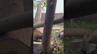 How to fall trees in your own direction forest forest chainsaw treebranch treefelling [upl. by Nea]