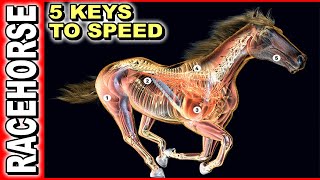 5 Keys To Race Horse Speed [upl. by Chappie]