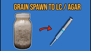 Turning Grain Spawn BACK To Liquid Culture  Agar [upl. by Taryn159]