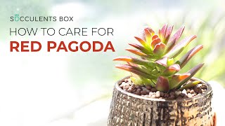 BEST TIPS HOW TO GROW AND CARE FOR CRASSULA RED PAGODA [upl. by Verla348]