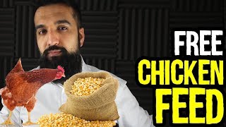 7 Free Chicken Feed Ideas  Save Money Profit More  Urdu Hindi Punjabi [upl. by Annavaig]