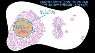 Endomembrane System Transport [upl. by Hillegass]