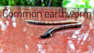 Common earthworm gave birth to baby worm [upl. by Laurene]