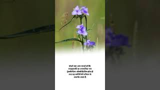 Spiderwort plant botanical name shorts agriculture knowledge facts [upl. by Nal]