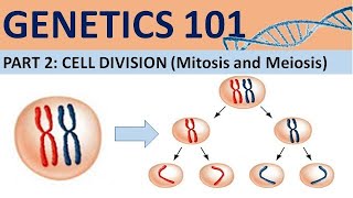 GENETICS 101 Part 2 Cell Division  Mitosis and Meiosis CXC Biology Tutor [upl. by Thilde]