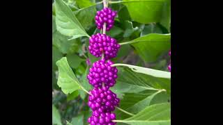 The Florida Beautyberry Also known as French mulberry sourbush bunchberry or purple beautyberry [upl. by Dela634]