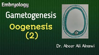 10 EmbryologyGametogenesis Oogenesis 2  Dr Abeer Ali Alnawi [upl. by Ecallaw558]