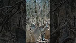 Fight Big Buck hunting huntingseason deerhunting deerhunter [upl. by Nore]