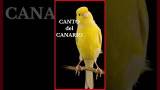 CANTO del CANARIO Versión Shorts 🐤🎶🔊 [upl. by Yeta]