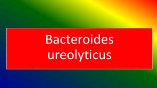 bacteroides ureolyticus [upl. by Aguste]