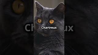 Meet the Chartreux Cat 🐾 cat cats funnycats catlover chartreux shorts [upl. by Gottfried809]