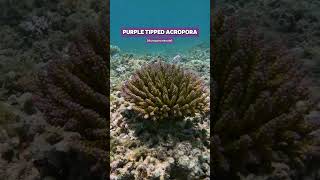 Wild tricolourbonsai purple tipped Acropora coral shorts ocean nature coral aquarium acro [upl. by North820]