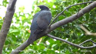 Whitecrowned Pigeon [upl. by Rockefeller]