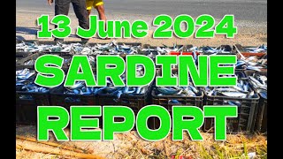 Another Sardine Report 2024 [upl. by Muns59]