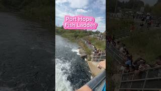 Salmon Run Port Hope Ontario  Port Hope Fish Ladder  Port Hope Dam salmon salmonrun salmonjump [upl. by Ahtnama768]