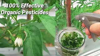 The best organic pesticides for chili plants [upl. by Sessylu535]