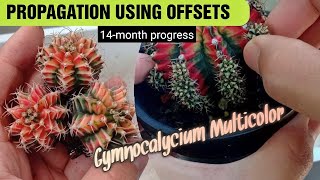 Gymnocalycium Multicolor Offset Propagation [upl. by Ahsya]