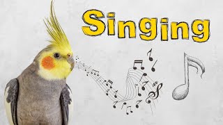 this sound will make your cockatiel happy and Singing [upl. by Skye]