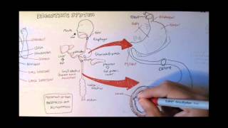 Digestive System Anatomy [upl. by Ardnwahs121]