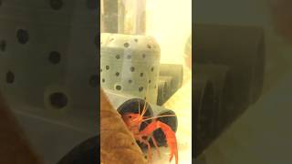 Red Clarkii and DIY filter crayfish gerrysmultisports [upl. by Nnayllehs982]