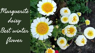 Pro Tips paris daisy plant care Marguerite daisy grow cobbity daisy summer daisywinter flower [upl. by Zippel]