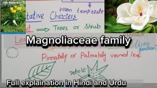 Magnoliaceae FamilyVegetative characters and floral charactersEconomic importance [upl. by Yseulte]